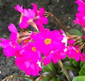 Another hardy primula