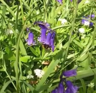 Bluebells and the bee